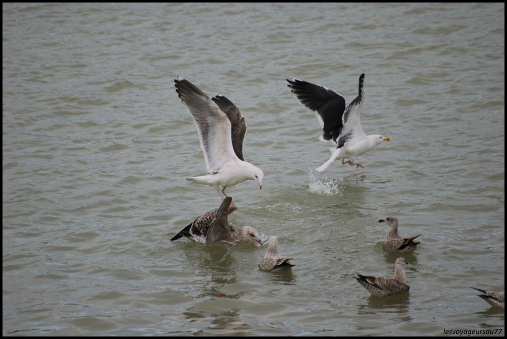 bataille pour un poisson