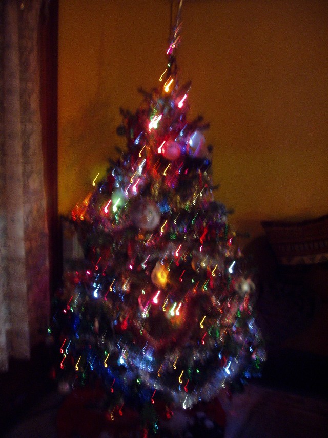 Sapin 2009.JPG