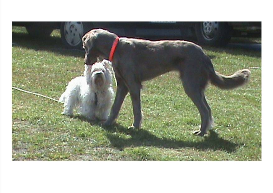 Dialogue canin ....................?