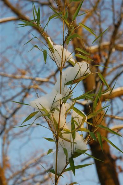 DSC_1899 (Medium).JPG