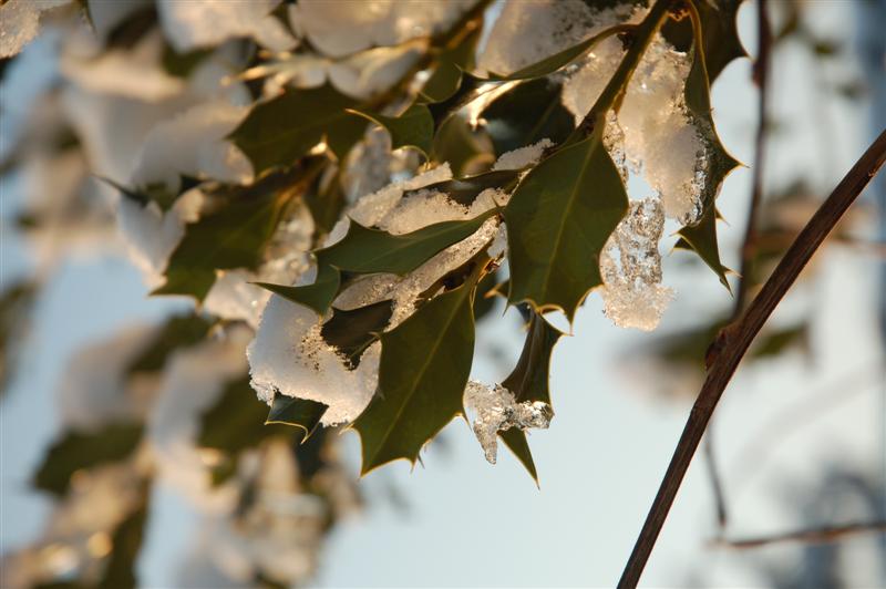 DSC_1901 (Medium).JPG