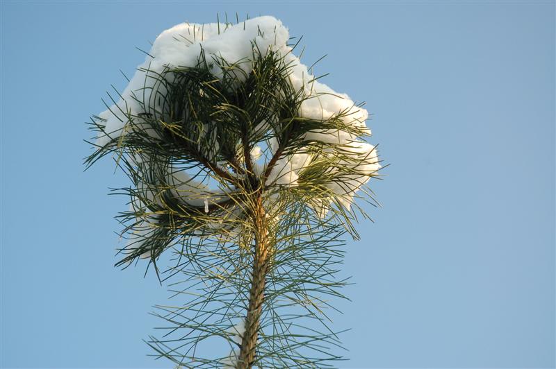 DSC_1876 (Medium).JPG