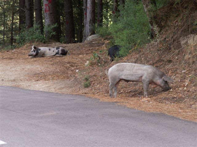 Ils regardent passer les touristes!