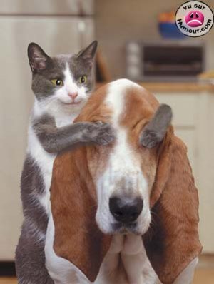 chat-et-chien.jpg