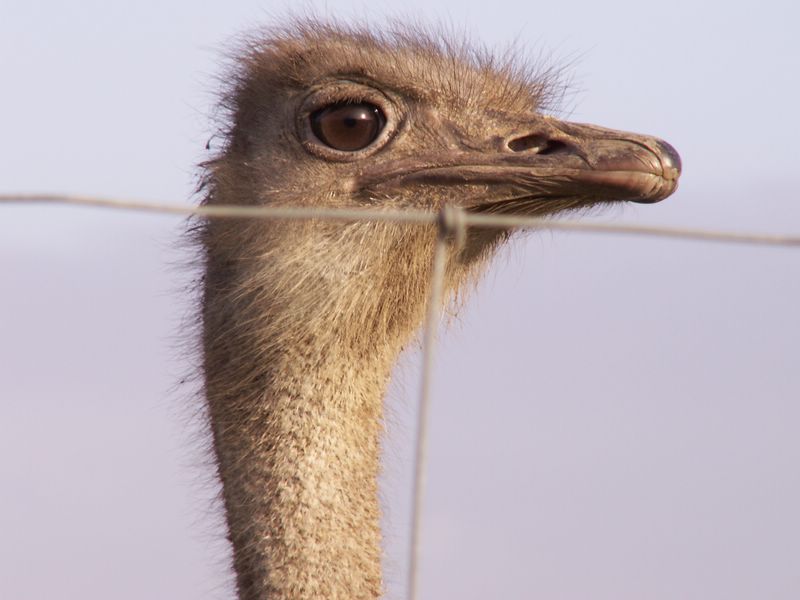 Je vous présente Jack l'Eventreur. Il engloutit tout ce qui passe à sa portée...