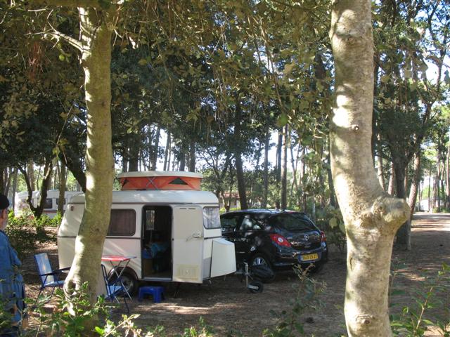 Sous les pins