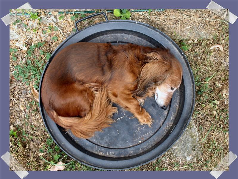 Lakine (de Jouxte Boulleng) teckel à poils longs de 15 ans....