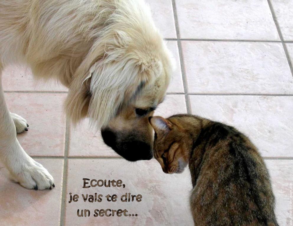 galerie-membre,humour,chien-chat.jpg