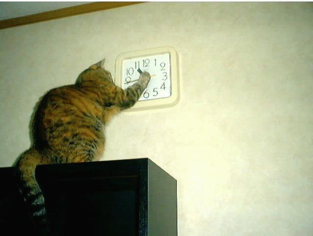 chat-change-heure.jpg
