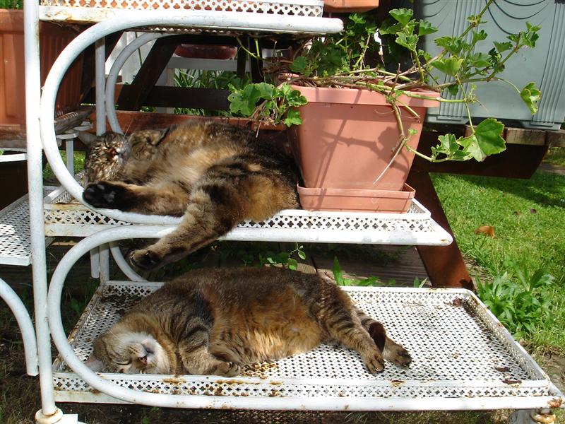 DSC01590 (Medium).JPG