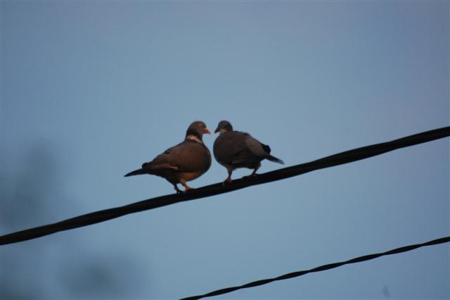 DSC_3130 (Small).JPG