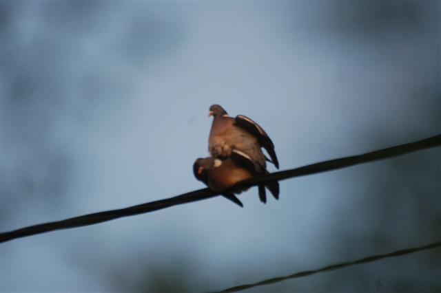 DSC_3146 (Small).JPG