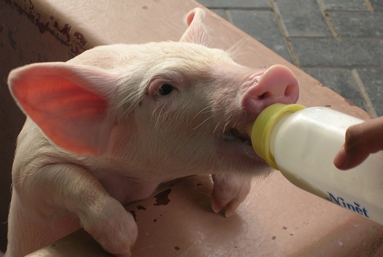 porcelet salon agriculture.jpg