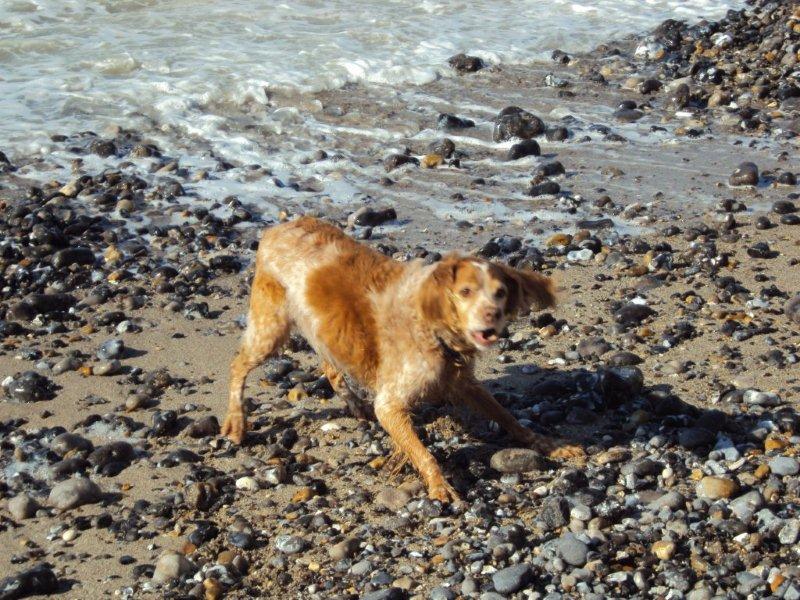 Notre petite chienne au bois de Cise