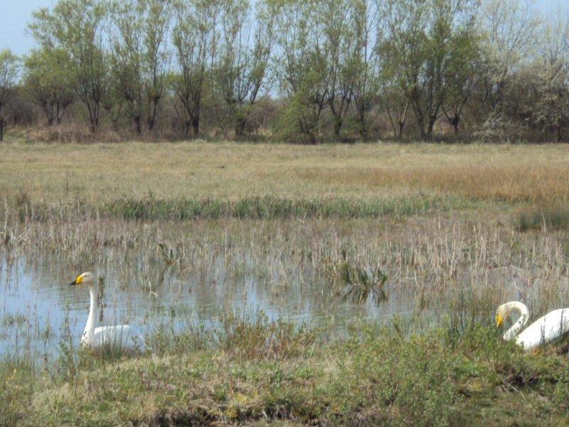 Le parc du Marquenterre