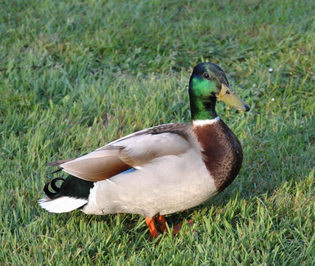 Col vert [1024x768].jpg