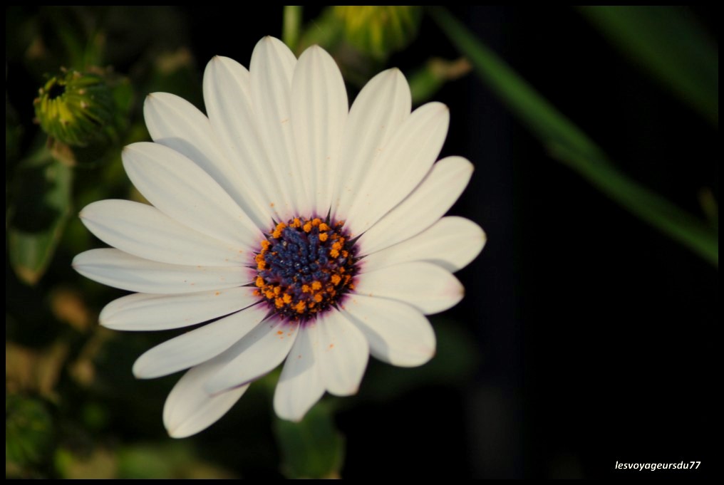 DSC_4401 [1000X750]-1.JPG