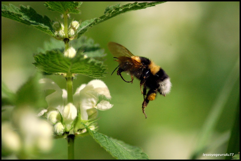 les pattes pleines de pollen