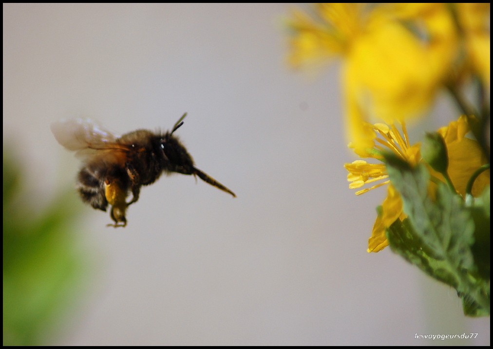 droit sur la fleur............