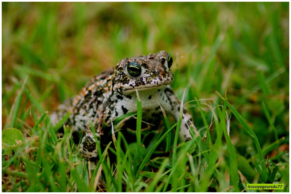 DSC_4523-1 [1000X750].JPG