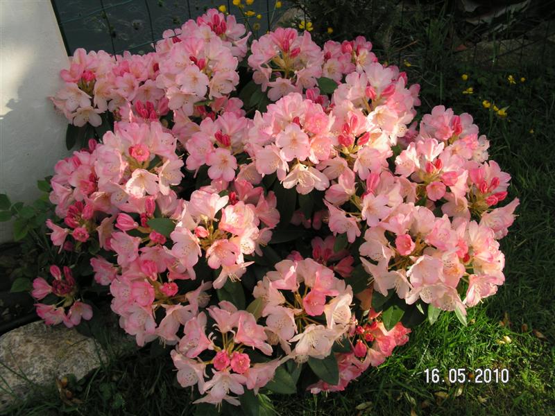 PICT0618 (Medium).JPG