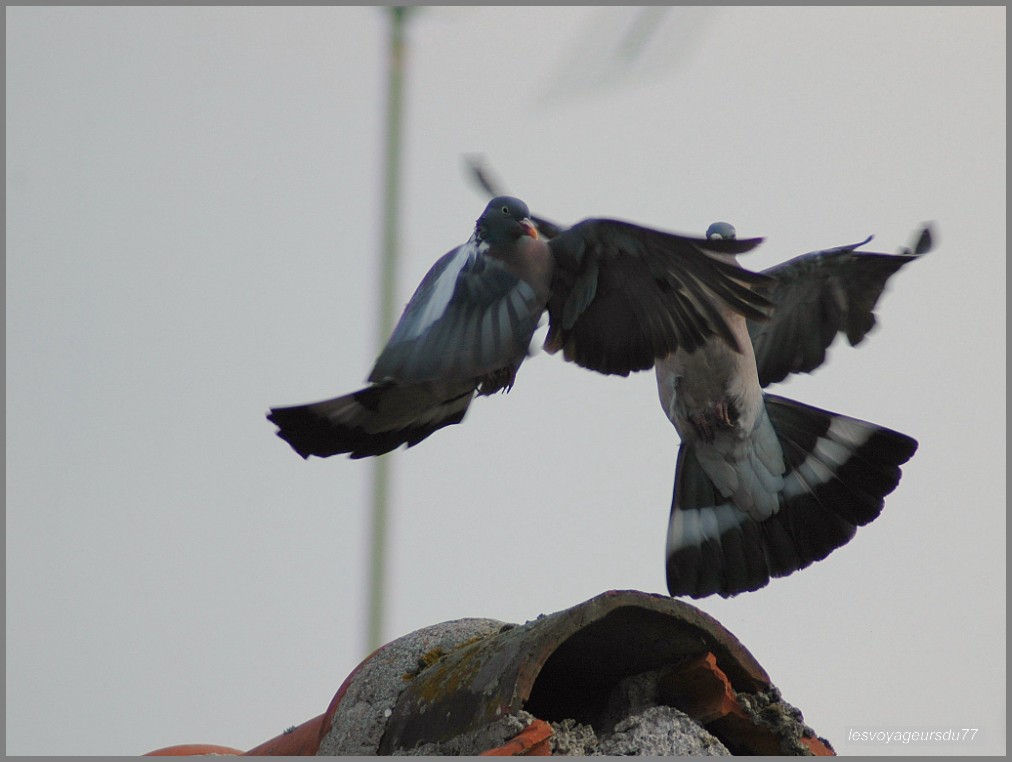 PIGEONS [1000X750].JPG
