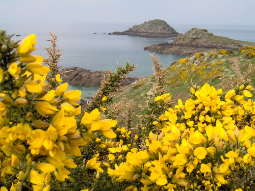 La Guimorais côte d'Emeraude.jpg