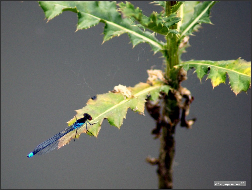 libellule.jpg