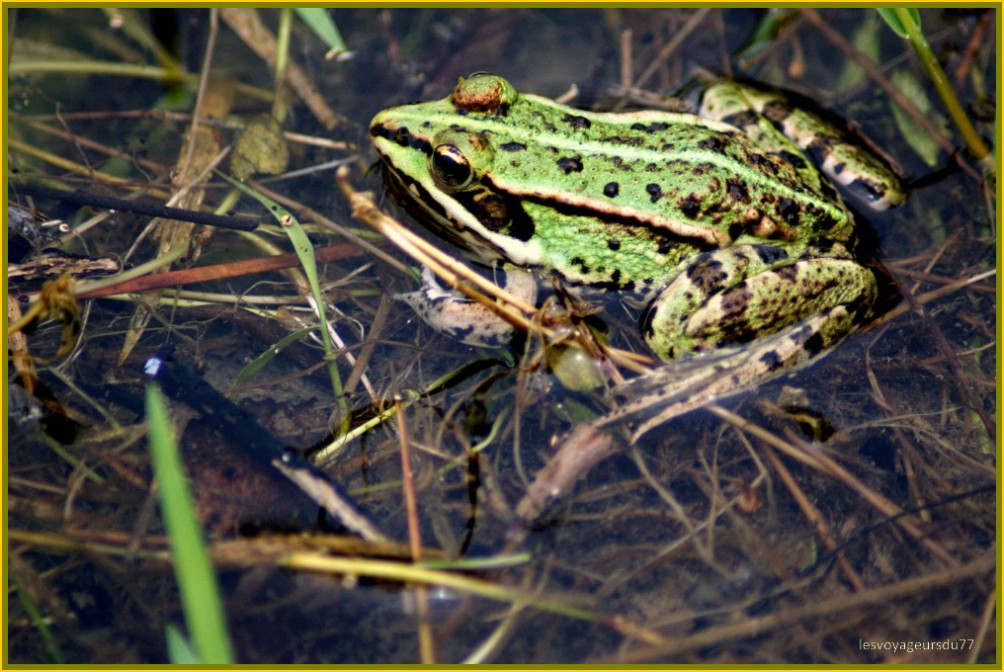 grenouille.jpg