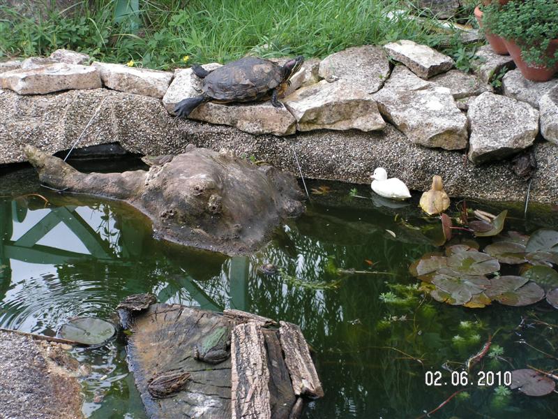 PICT0659 (Medium).JPG