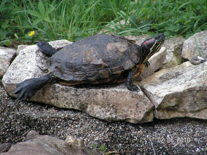 Pas stressée pour deux sous