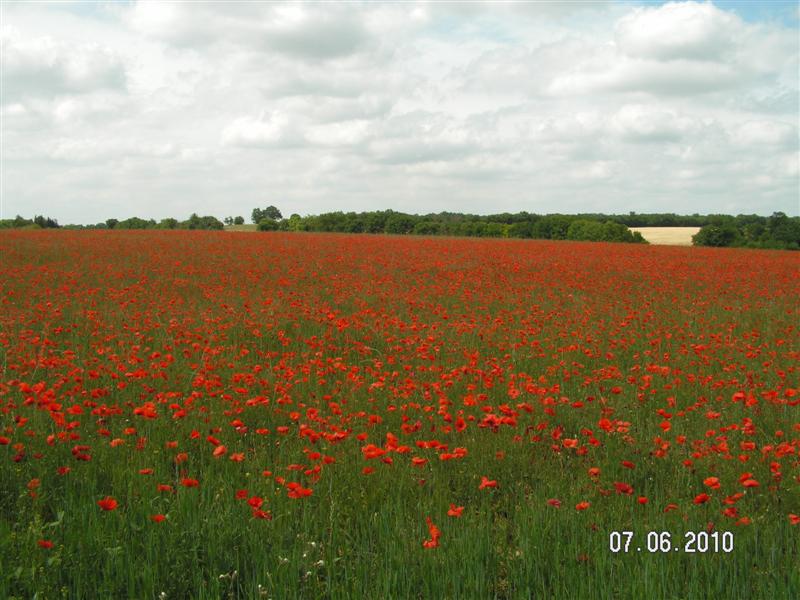 PICT0671 (Medium).JPG