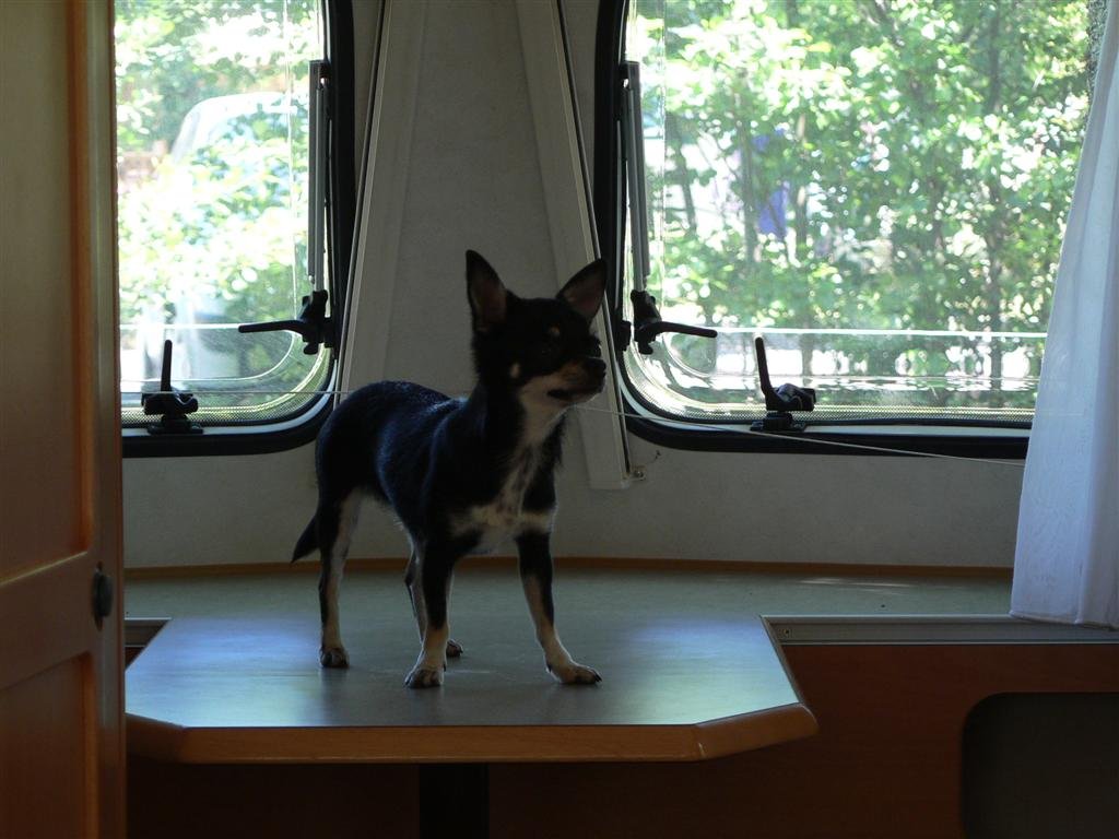 P1040231 (Large).JPG