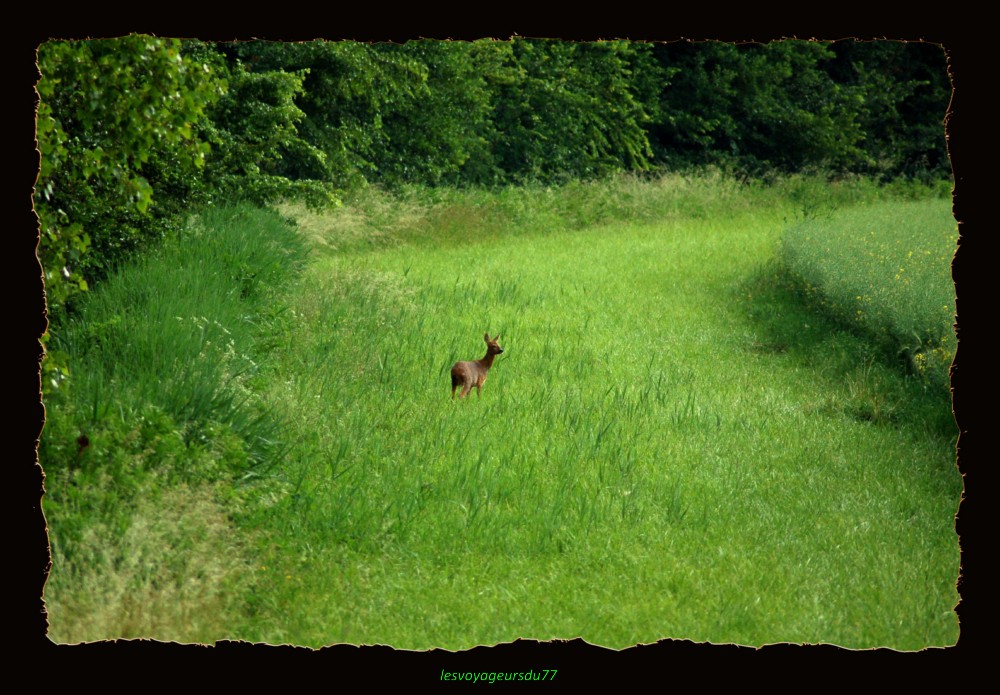 chevreuil2.jpg.jpg