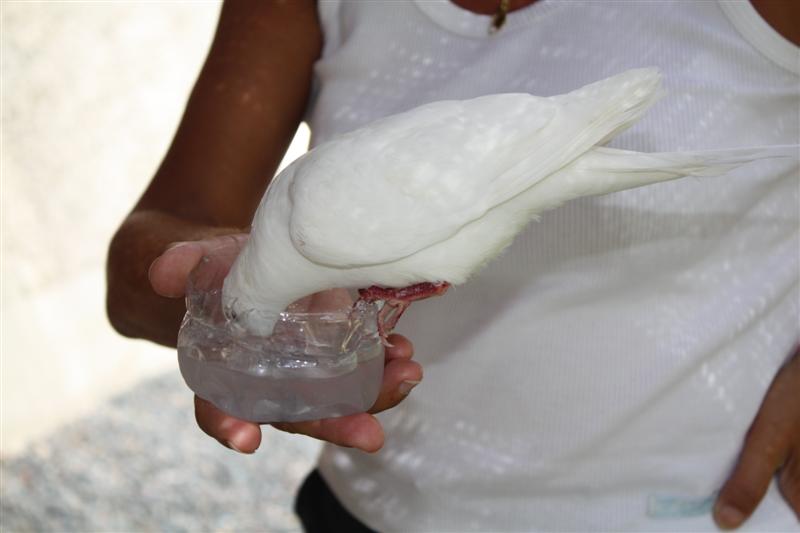 IMG_3386 (Medium).JPG