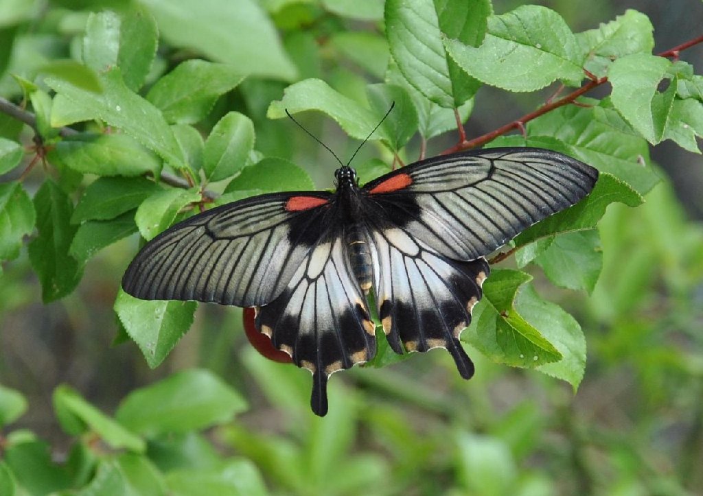 papillon 5.jpg
