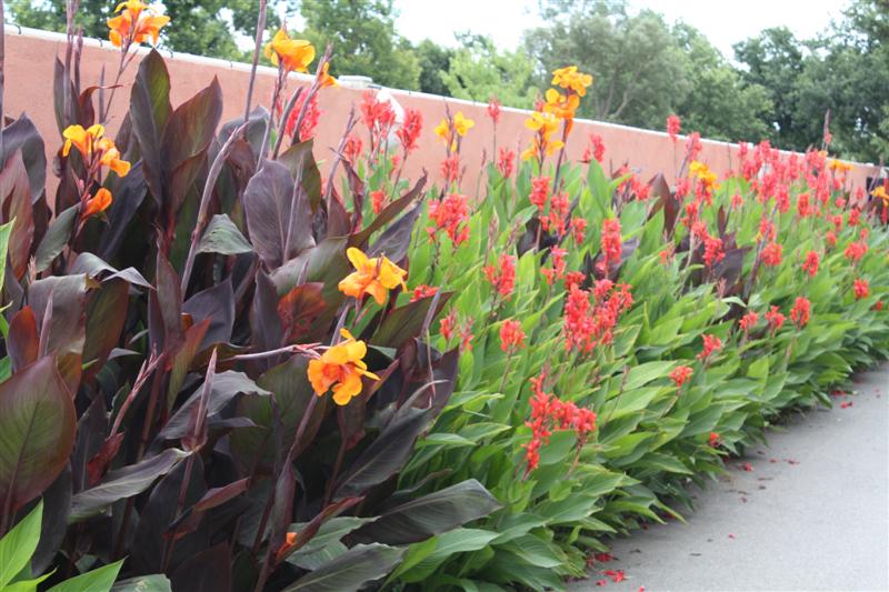Un des plus beaux campings de Corse - " Arinella Bianca " à Ghisonaccia.