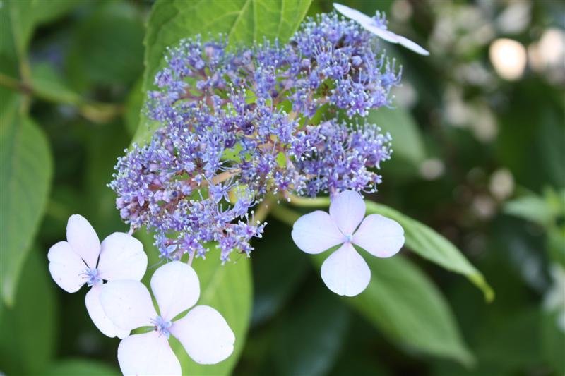 Dans le maquis d'Araghju