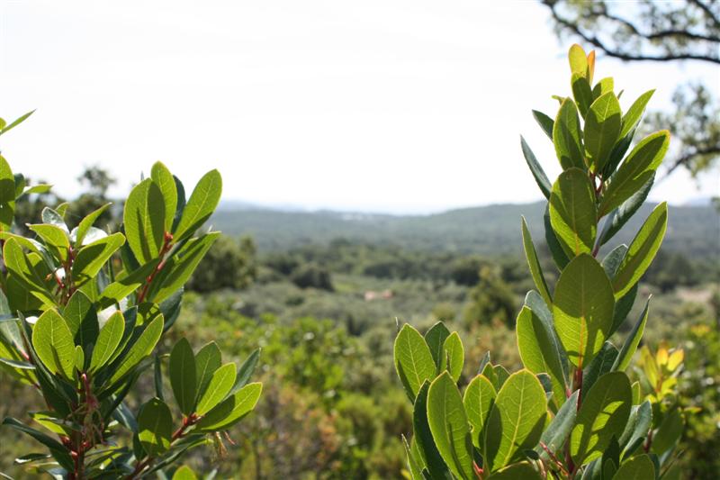 Dans le maquis d'Araghju