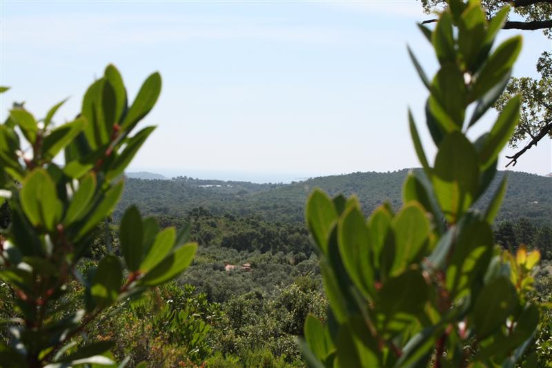 Dans le maquis d'Araghju