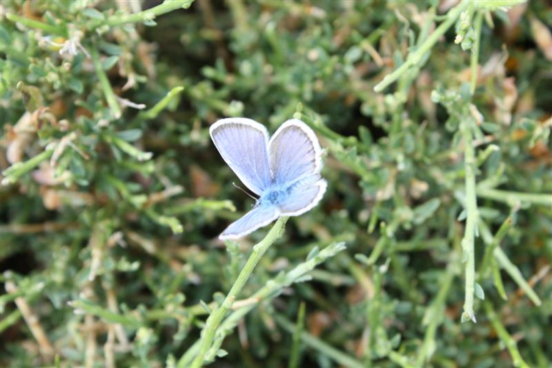 Sur le plateau du Coscione (alt. 1600 m )