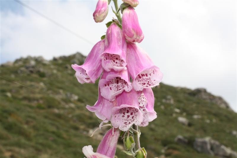 Sur le plateau du Coscione (alt. 1600 m )