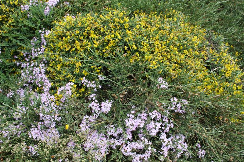 Sur le plateau du Coscione (alt. 1600 m )