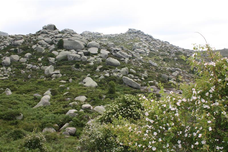 Sur le plateau du Coscione (alt. 1600 m )