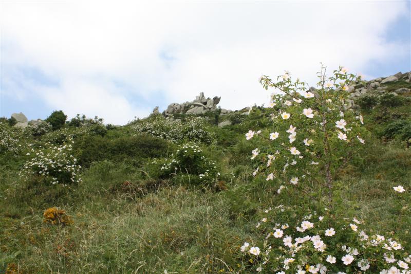 Sur le plateau du Coscione (alt. 1600 m )