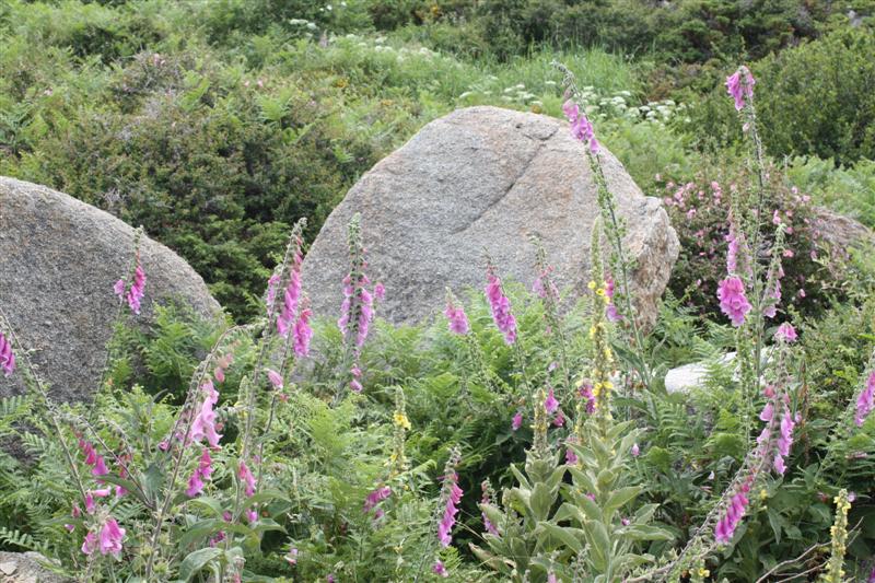 Sur le plateau du Coscione (alt. 1600 m )
