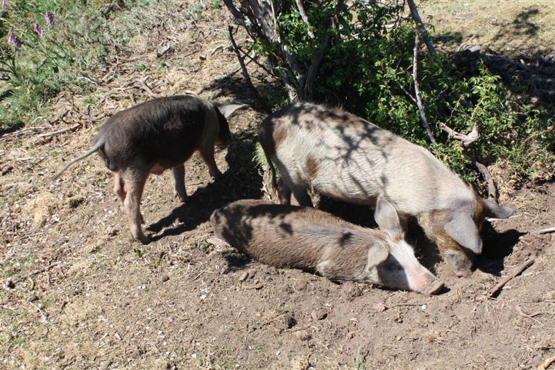 Sur le plateau du Coscione (alt. 1600 m )