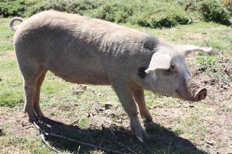 Sur le plateau du Coscione (alt. 1600 m )