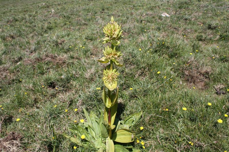 Sur le plateau du Coscione (alt. 1600 m )