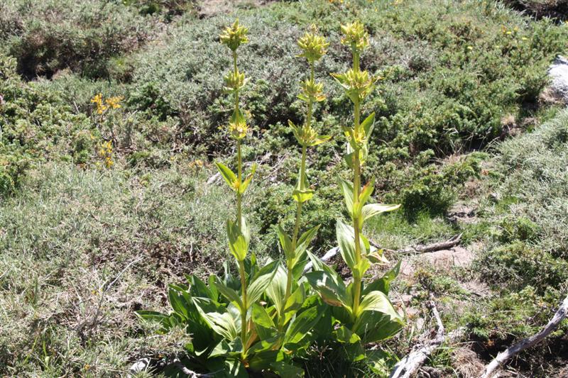 Sur le plateau du Coscione (alt. 1600 m )
